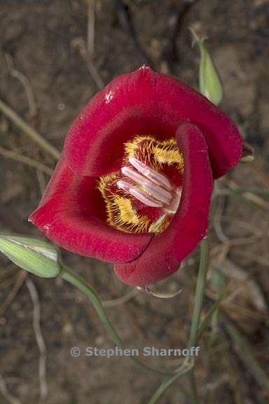 calochortus venustus 15 graphic